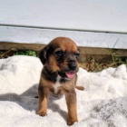 Chytr� �t��ata CKC Reg n�meck�ho ov��ka k adopci