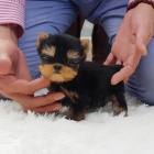 Prod�m rozko�n� a kr�sn� mini �t���tka yorkshirsk�ho teri�ra.