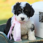 �t���tka Bernedoodle k adopci (sm�en� plemeno rodi�� bernsk�ho sala�nick�ho psa a pudla).