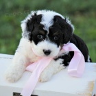 �t���tka Bernedoodle k adopci (sm�en� plemeno rodi�� bernsk�ho sala�nick�ho psa a pudla).