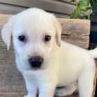 Na prodej kr�sn� a zdrav� �t��ata labradorsk�ho retr�vra.