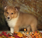 Zdrav� a kr�sn� mu� a �ena �t���tka �heltie na prodej.