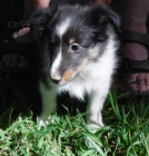 Zdrav� a kr�sn� mu� a �ena �t���tka �heltie na prodej.