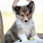 Zdrav� a kr�sn� mu� a �ena �t���tka �heltie na prodej.