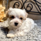 Prod�m ZDRAV� a O�KOVAN� �t��ata Maltipoo.