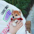 Rozko�n� mini mini hra�ka shiba inu �t���tka na prodej