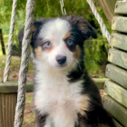 Prod�m �t��ata australsk�ho ov��ka.