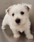Prod�m mini mini �t���tka West Highland White Terriers.