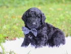 MINIATURN� �T��ATA LABRADOODLE