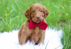 MINIATURN� �T��ATA LABRADOODLE