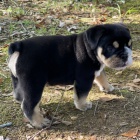 �t��ata anglick�ho buldoka na prodej