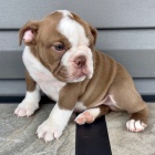 �t��ata anglick�ho buldoka na prodej