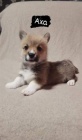 Welsh Corgi �t��ata