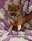 Shiba Inu �t��ata