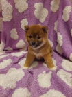 Shiba Inu �t��ata