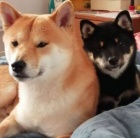 Shiba Inu �t��ata