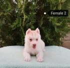 Sibi�sk� husky �t��ata