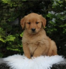 �t��ata zlat�ho retr�vra