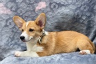 �t��ata welsh corgi pembroke