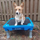 ڞasn� �t��ata Welsh Corgi C.K.C Pembroke k adopci