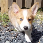 ڞasn� �t��ata Welsh Corgi C.K.C Pembroke k adopci