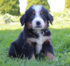 Bernsk� sala�nick� pes �t��ata psa a fenky k adopci.