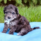 Prod�m zdrav� a kr�sn� �t���tka Bichon Poo.