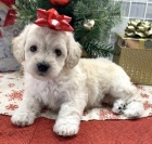 Prod�m �t��ata Bichon Poo.