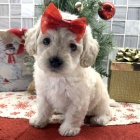 Prod�m �t��ata Bichon Poo.