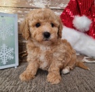 Prod�m rozko�n� a zdrav� o�kovan� �t��ata Bichon Poo.