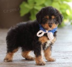 Prod�m �t��ata Aussiedoodle