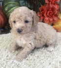 Prod�m �t��ata Aussiedoodle