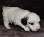Mini �t���tka Aussiedoodle na prodej.