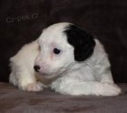 Mini �t���tka Aussiedoodle na prodej.