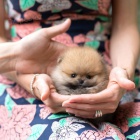 Mini �t��ata pomeranian na prodej