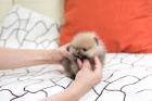 Mini �t��ata pomeranian na prodej