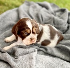 Prod�m ZDRAV� a O�KOVAN� �t��ata anglick�ho �pringr�pan�la.