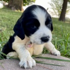 Prod�m �t��ata mini anglick�ho �pringr�pan�la.