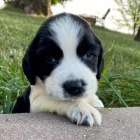 Prod�m �t��ata mini anglick�ho �pringr�pan�la.