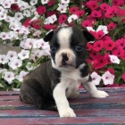 Prod�m �t��ata mini bostonsk�ho teri�ra