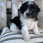 Mini ��lek Shih Poo �t���tek na prodej.