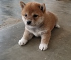Prod�m rozko�n� a zdrav� o�kovan� �t���tka mini Shiba inu