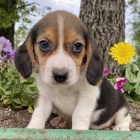 �t��ata beagle jsou k dispozici a p�ipravena k prodeji.