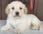 Labradoodle  Labradore  / pudl mix) �pan�l �t��ata, kte�� hledaj� nav�dy domovy.