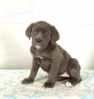 dispozici �t��ata cane corso italiano