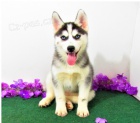 modr� o�i �t���tka sibi�sk�ho husky pro adopci. kontakt pro v�ce informac� a obr�zk�