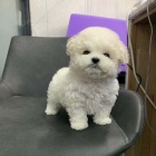 Mini hra�ka Bichon frize �t���tka k dispozici a p�ipravena k prodeji.