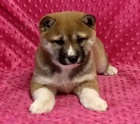 �t��ata Shiba Inu pro nov� domovy k adopci