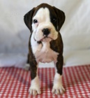 Prod�m kr�sn� �t���tka boxera a samice