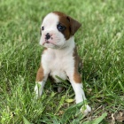 �t��ata boxera na prodej